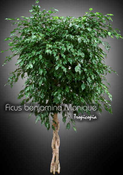 Ficus - Ficus benjamina 'Monique' - Weeping fig